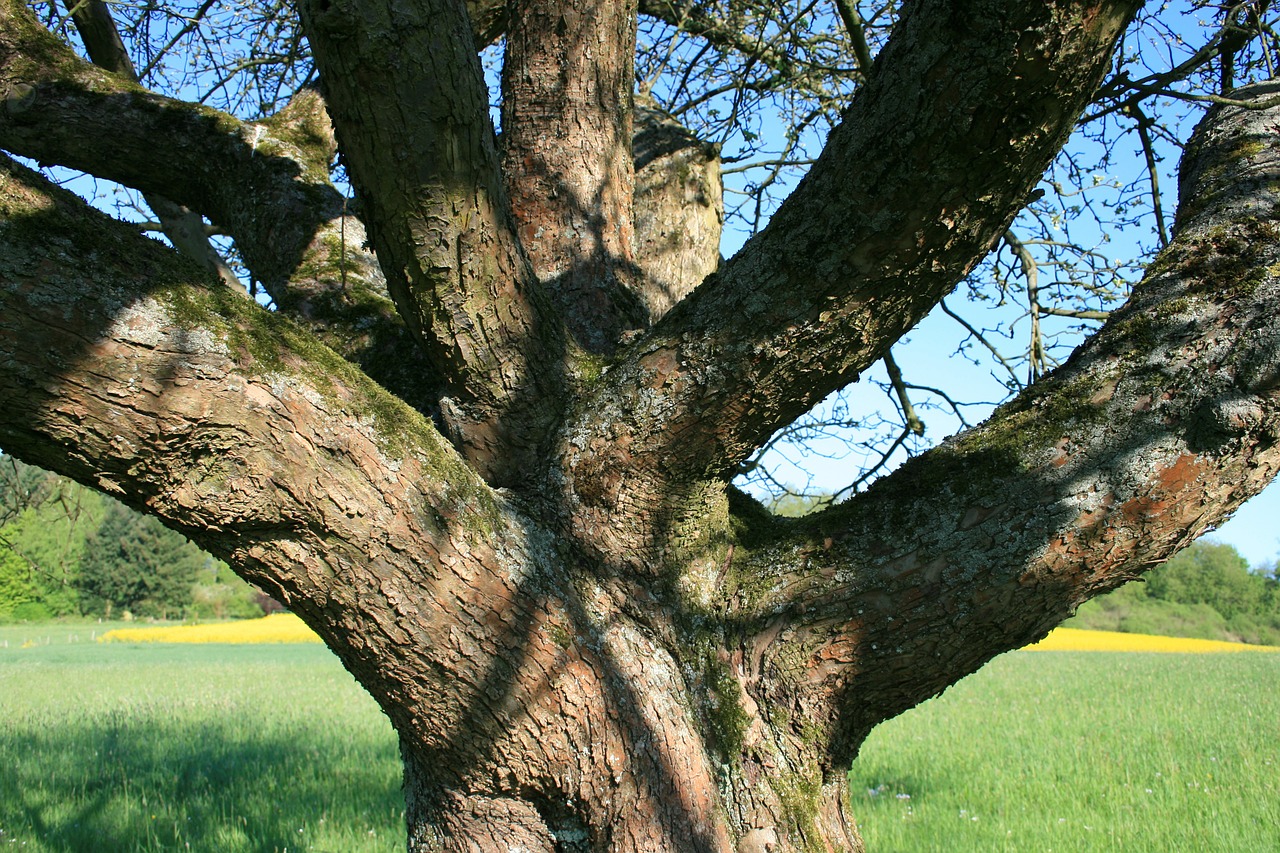 tree aesthetic meadow free photo