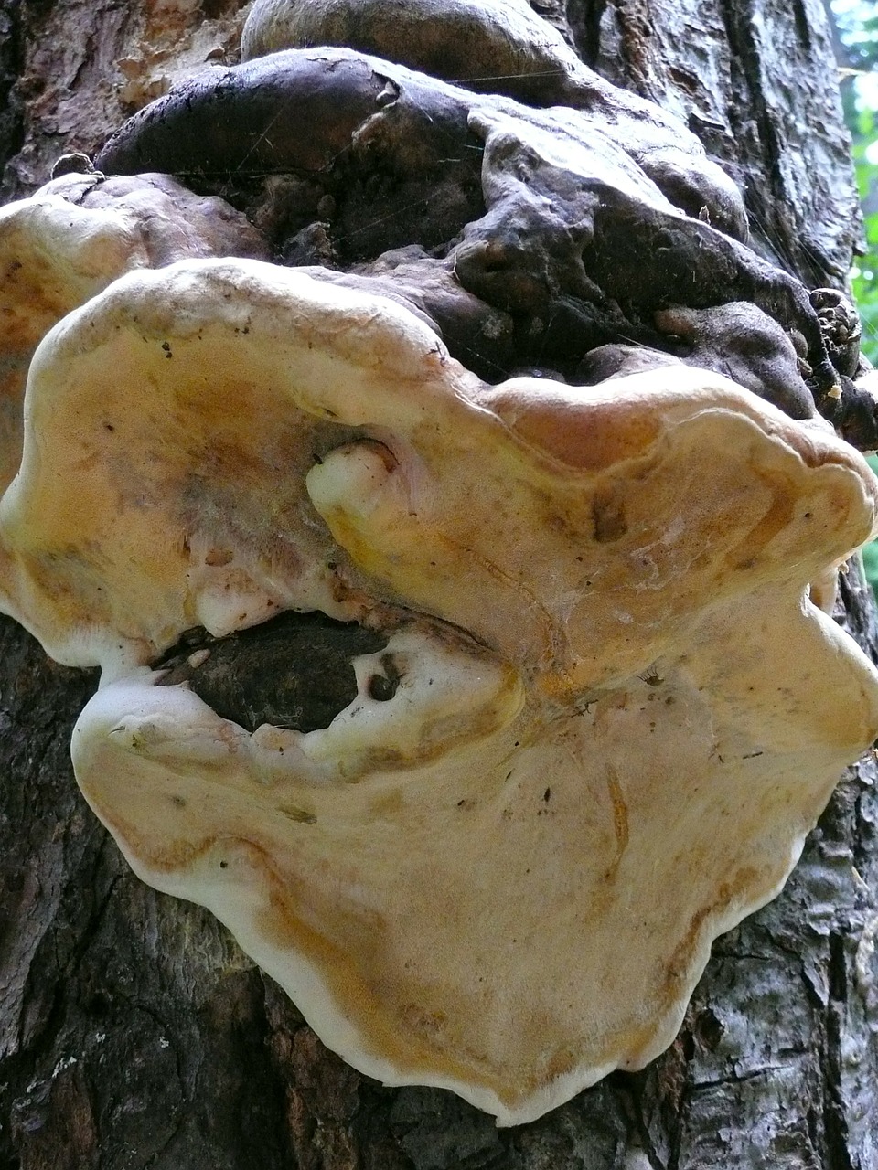 tree fungus mushroom free photo
