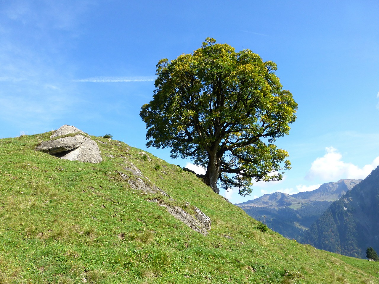 tree hiking nature free photo