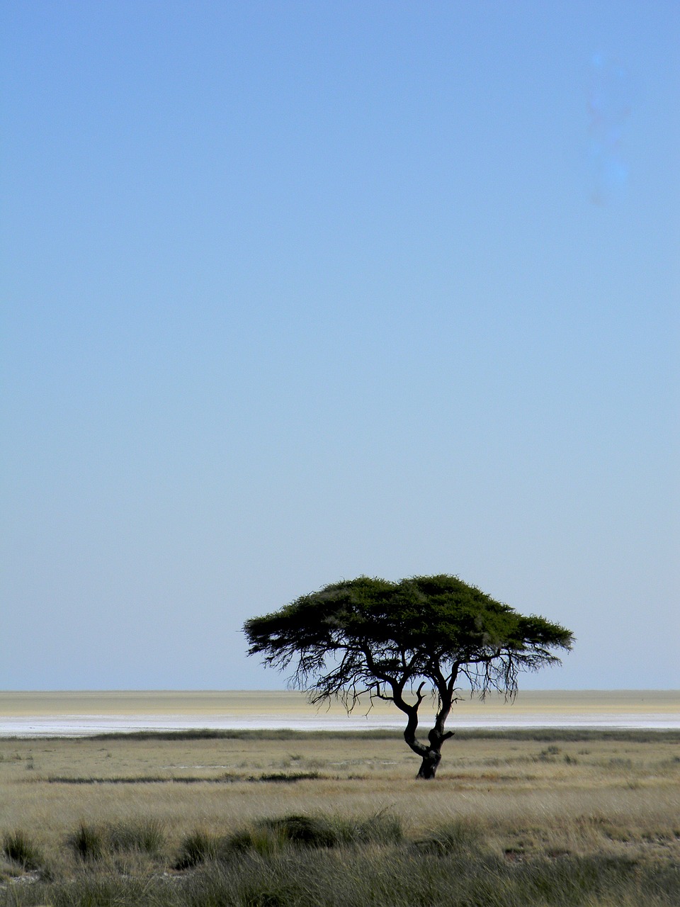 tree africa namibia free photo