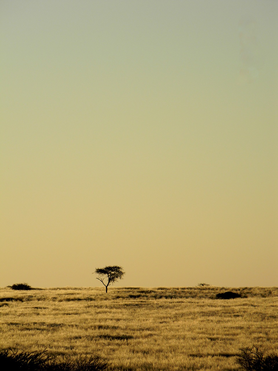 tree africa namibia free photo