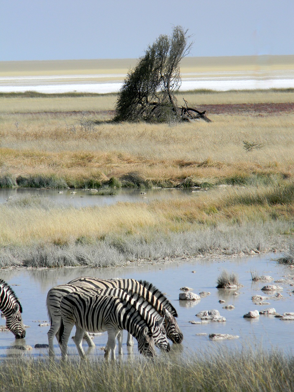 tree africa namibia free photo