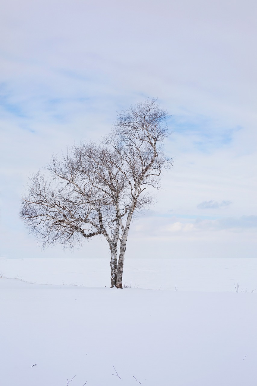 tree winter lone free photo