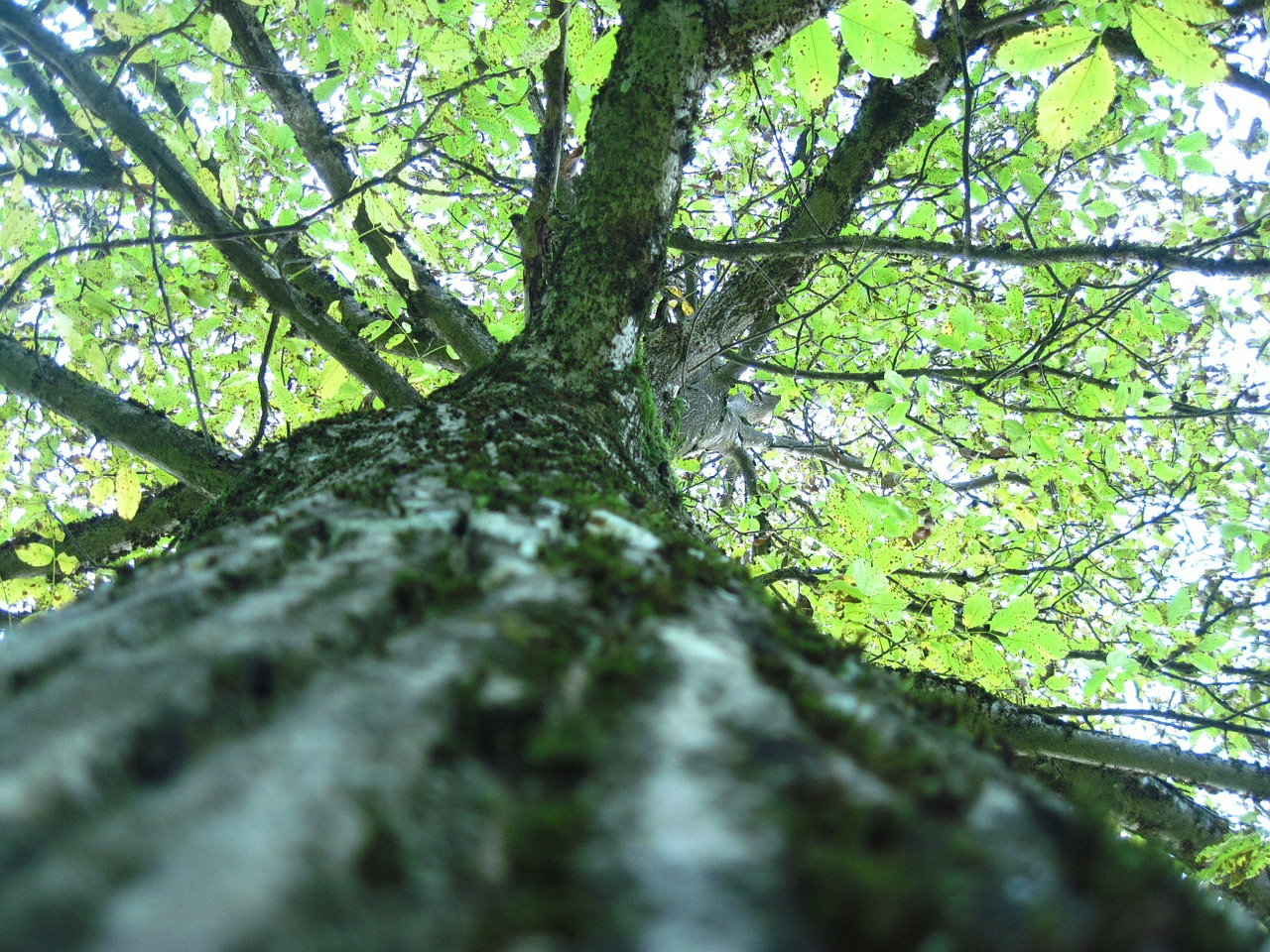 tree forest nature free photo