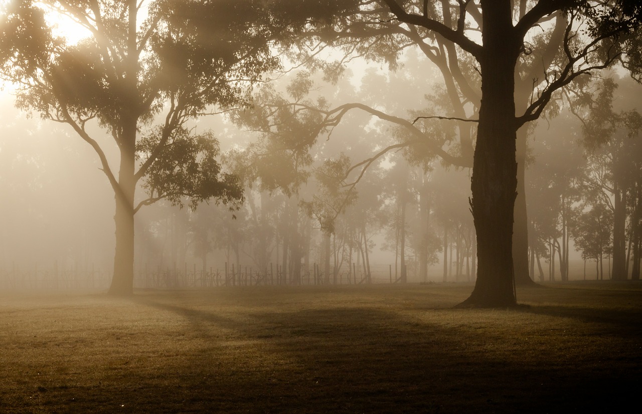 tree landscape fog free photo