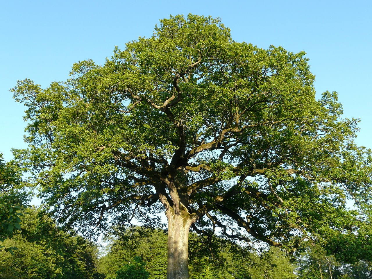 tree oak large free photo