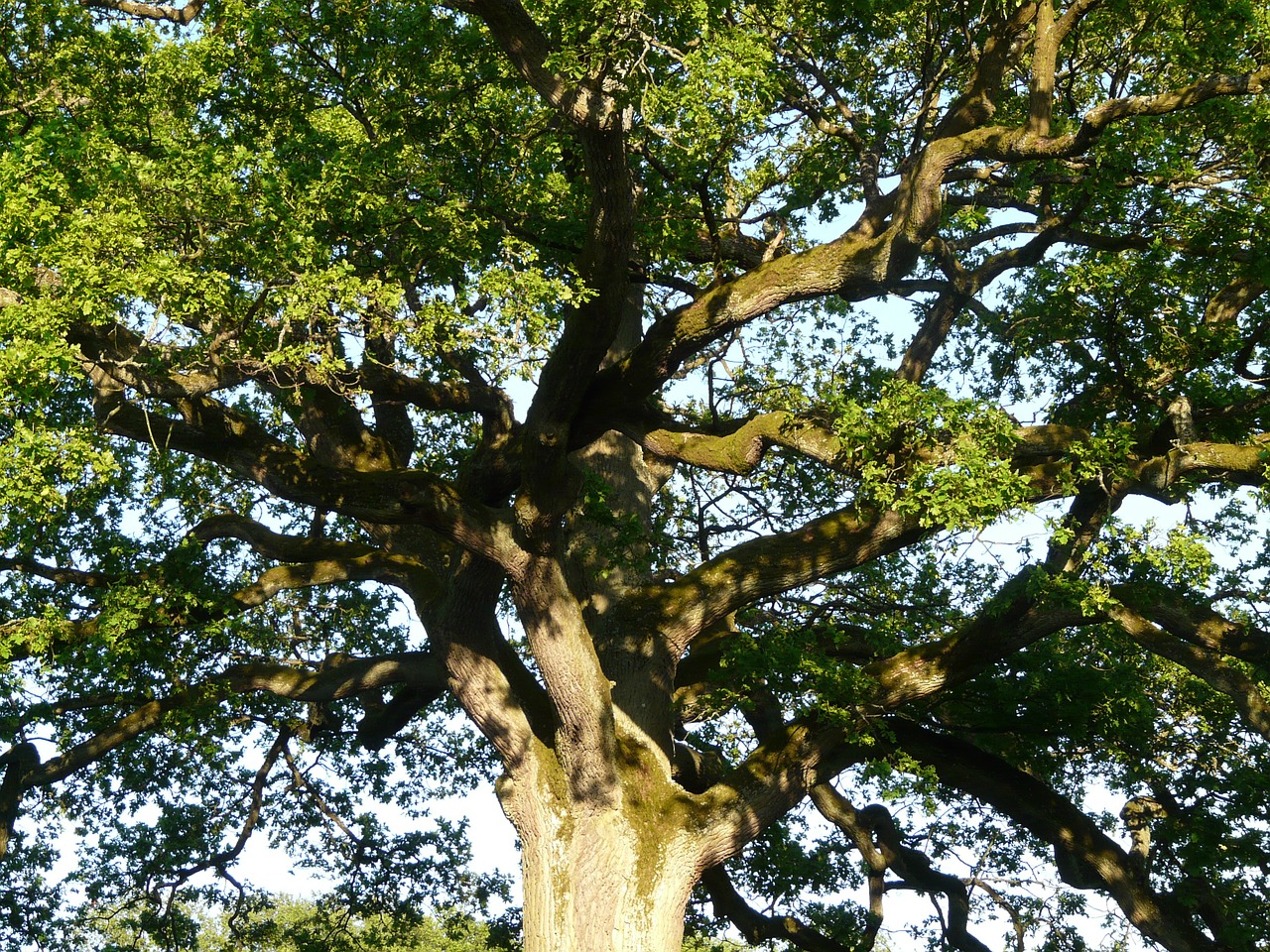 tree oak aesthetic free photo