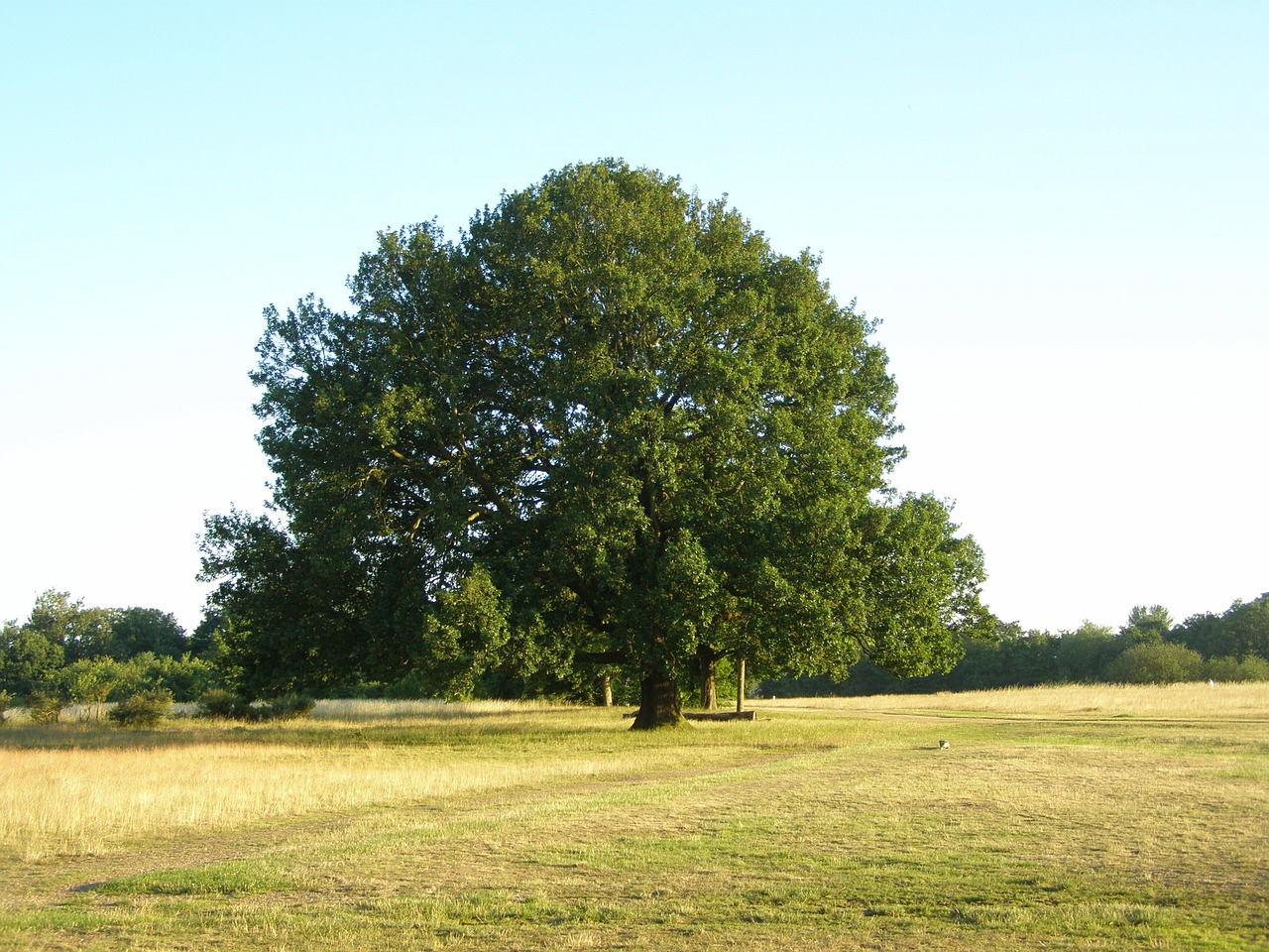 tree park field free photo