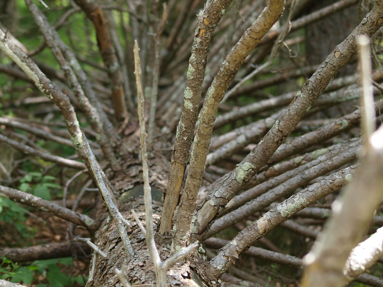 tree spruce conifer free photo