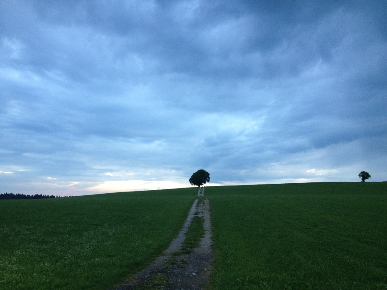 tree freedom sky free photo