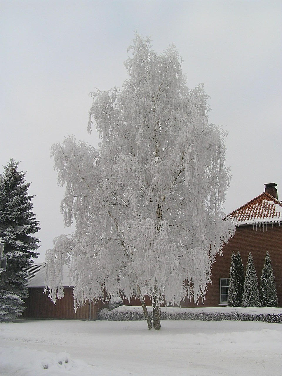 tree winter hoarfrost free photo
