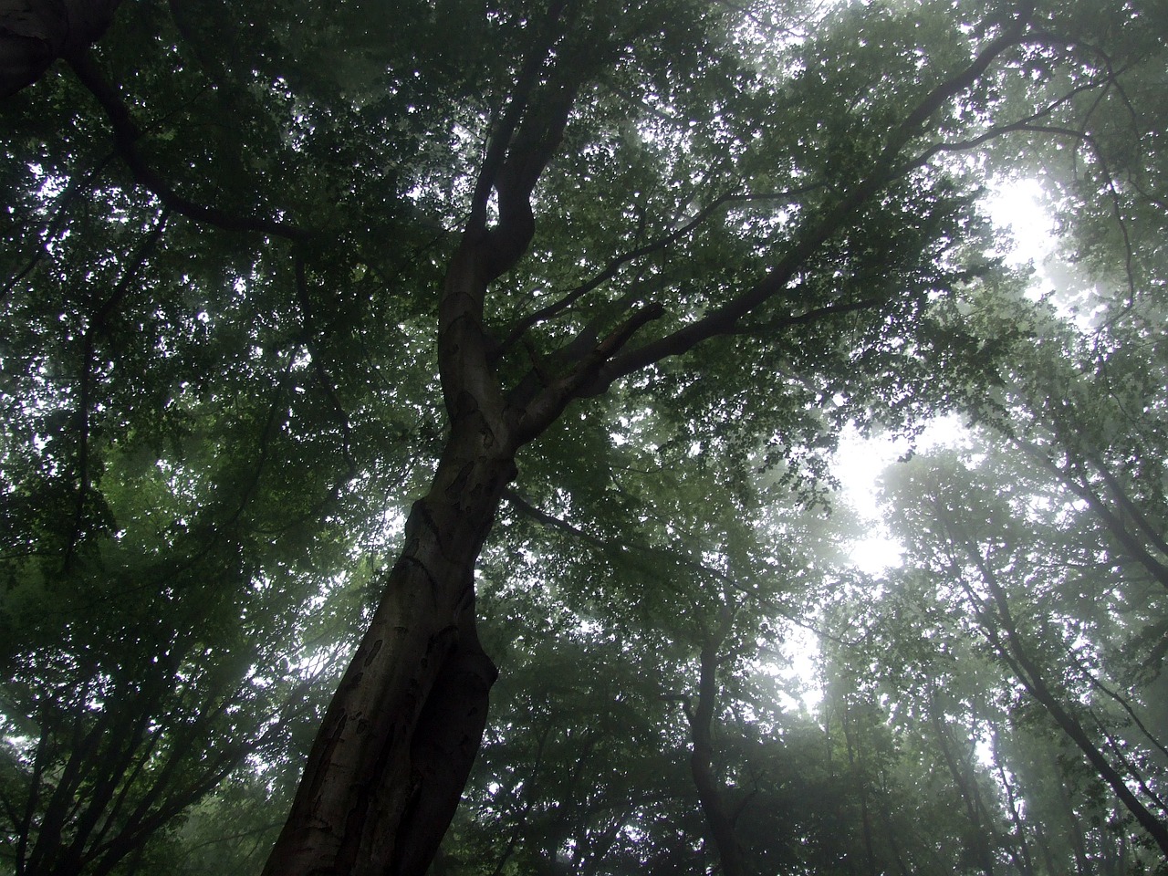 tree fog forest free photo