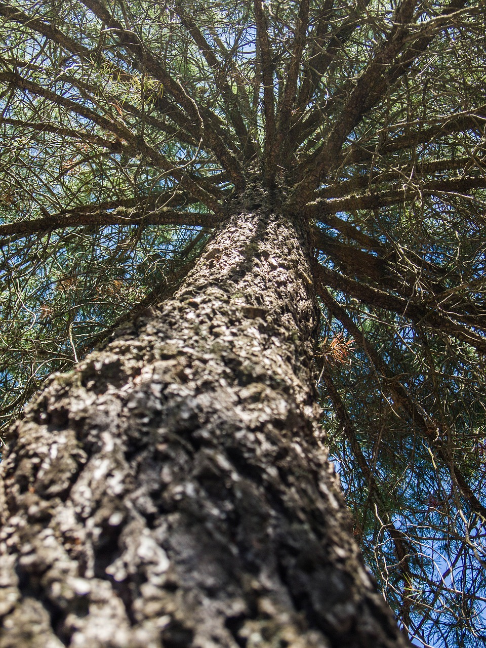 tree high branches free photo