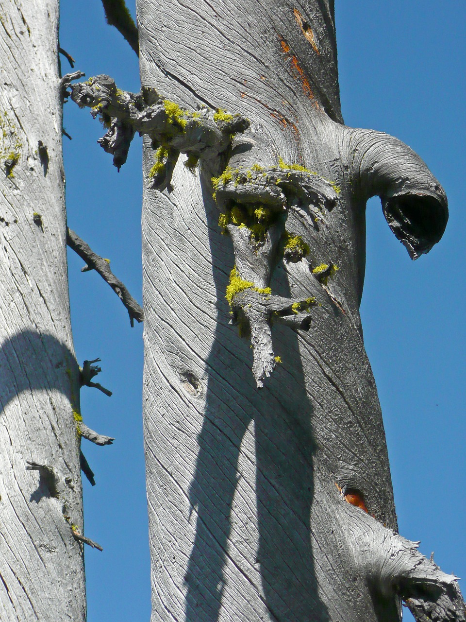 tree dead dry free photo