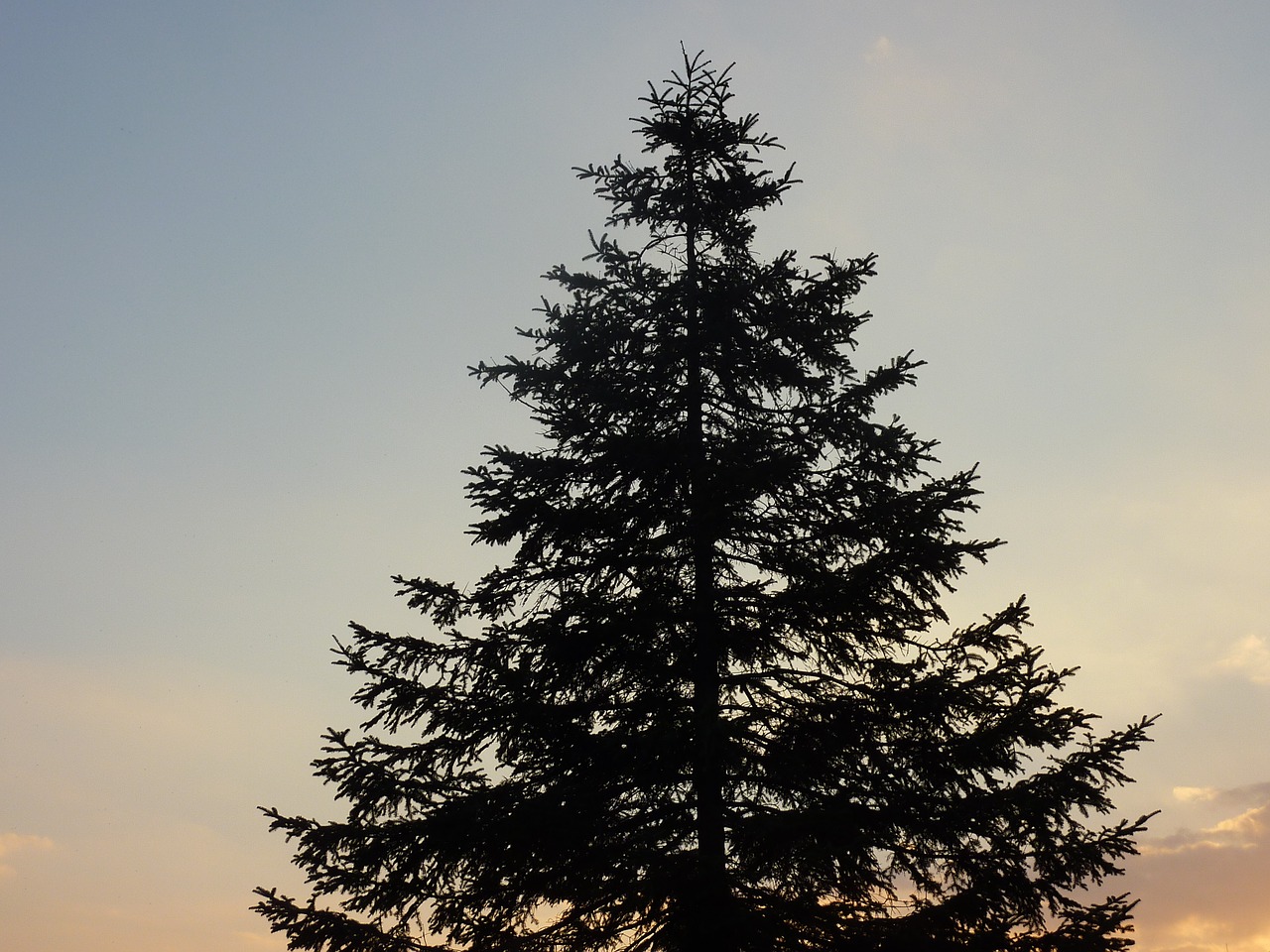 tree sky view free photo