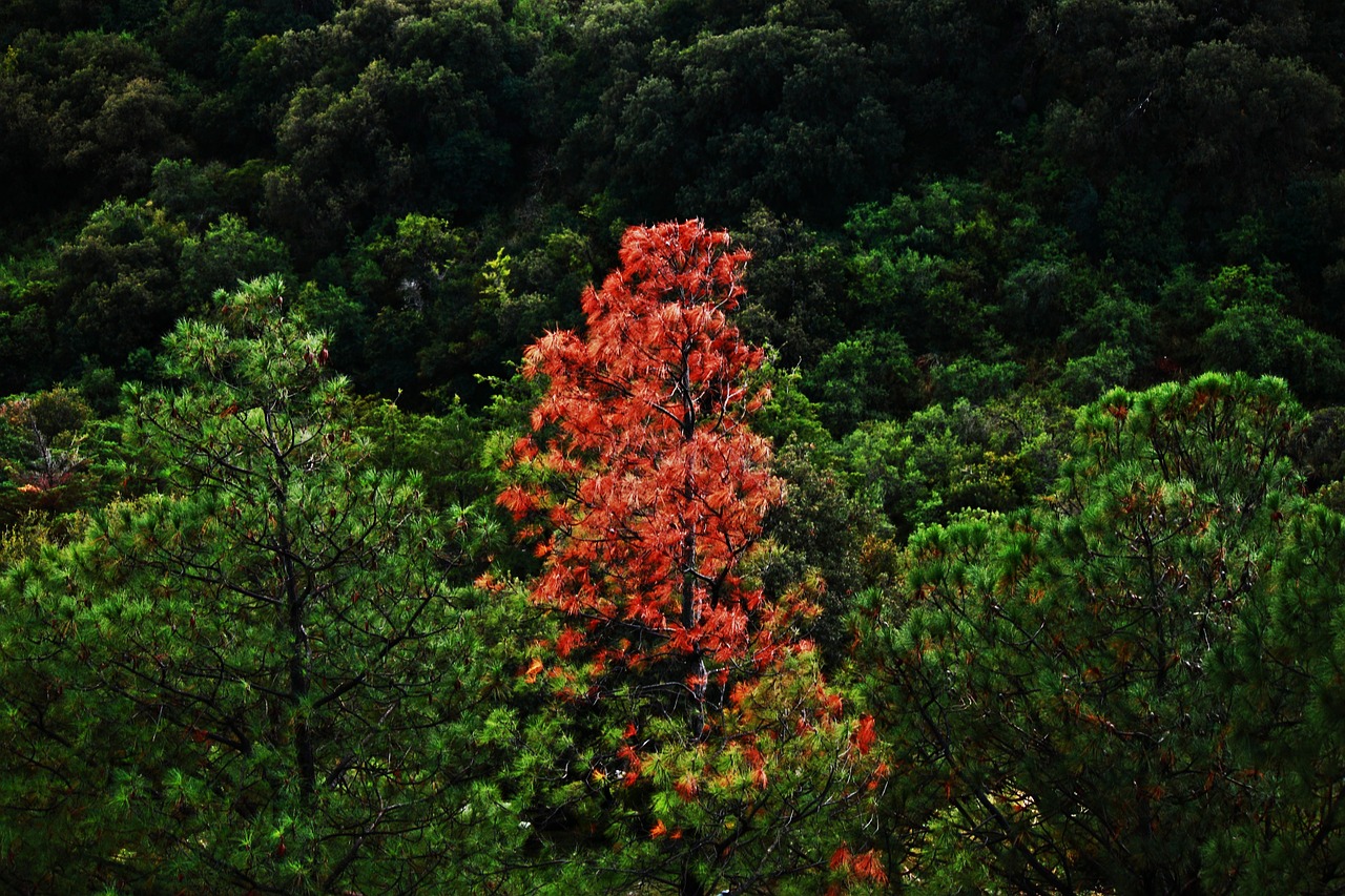 tree trees different free photo