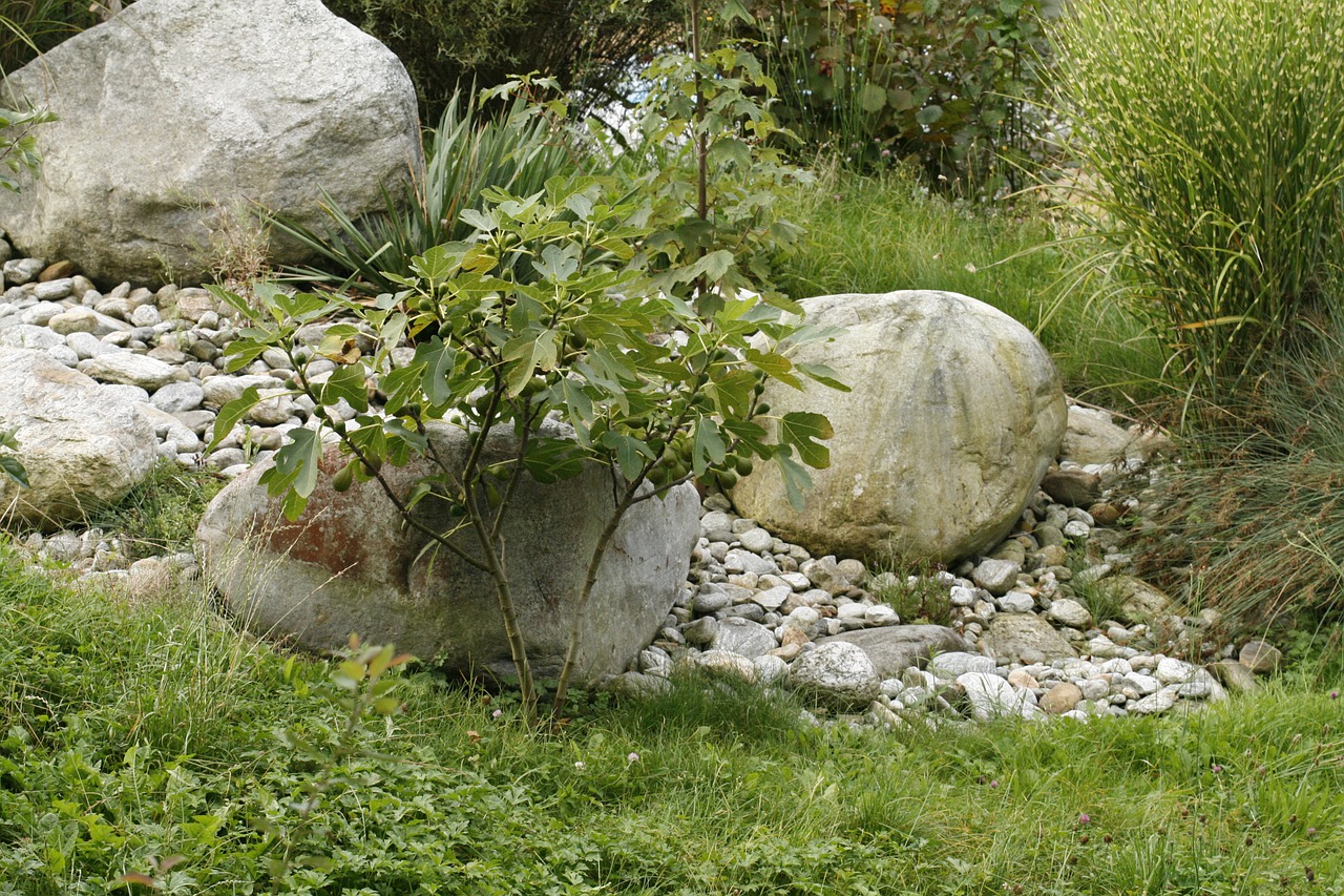 tree stone meadow free photo