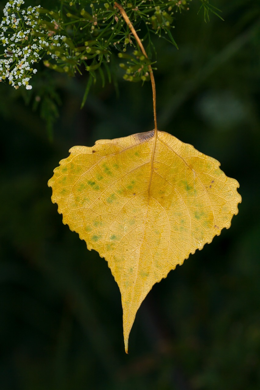 tree leaf leaves free photo