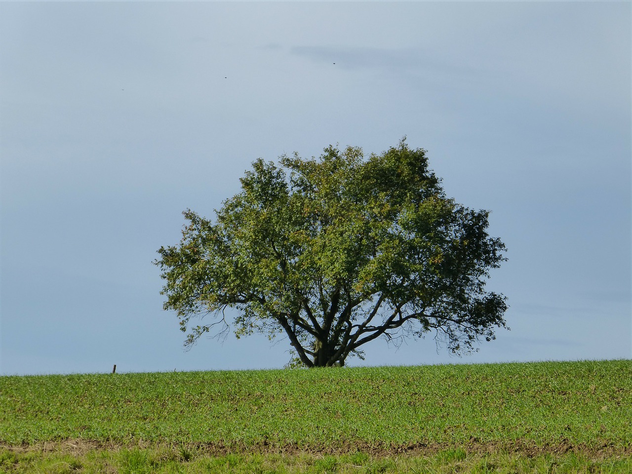 tree landscape lonely free photo