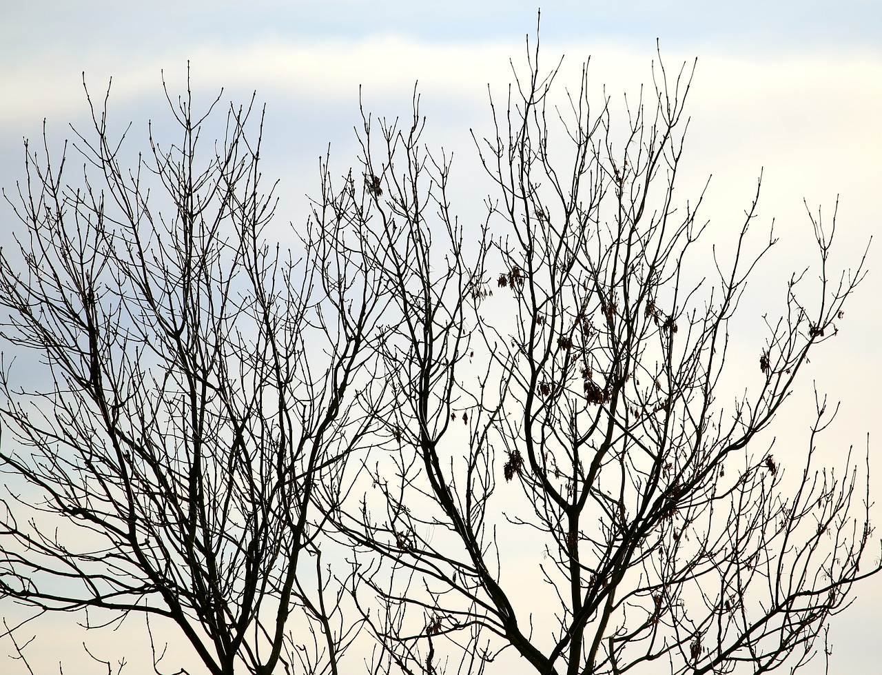 tree apple tree winter free photo