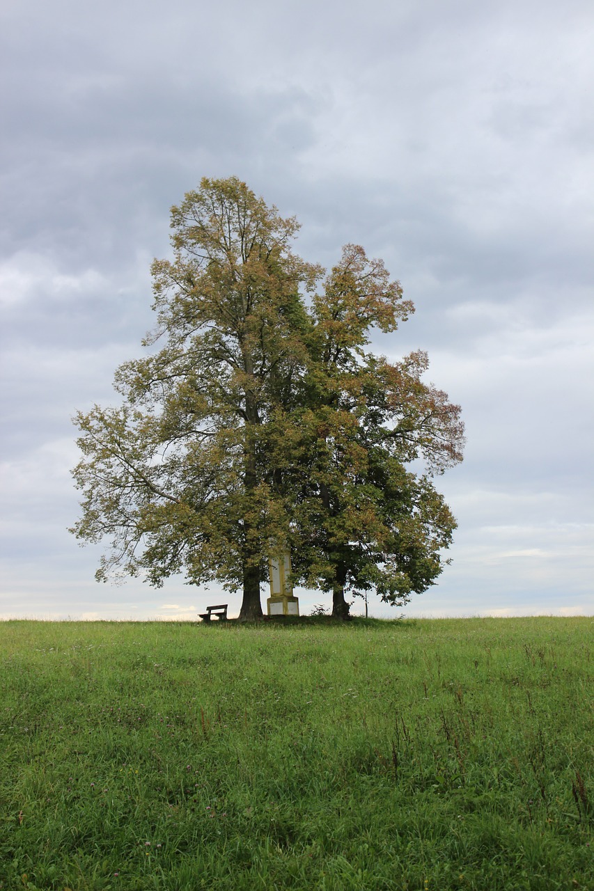 tree recreation clouds free photo