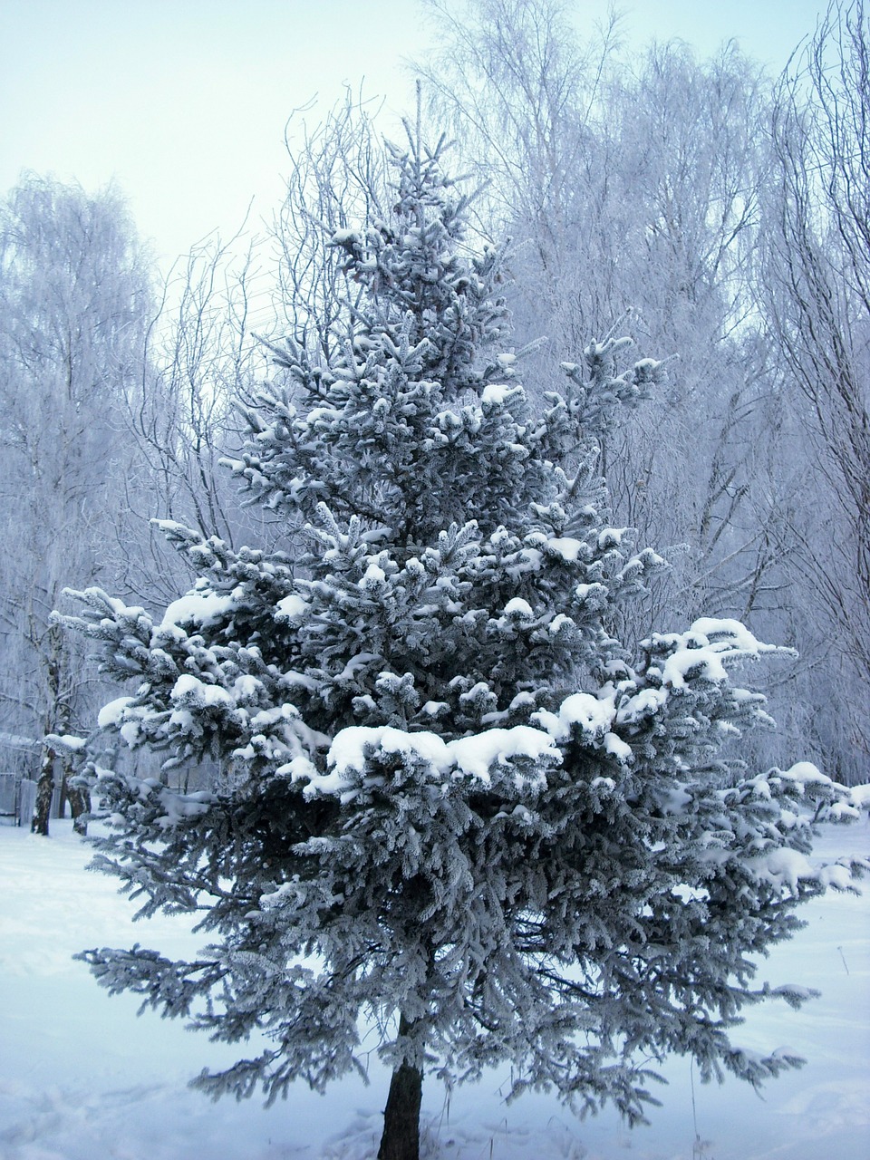tree christmas tree winter free photo