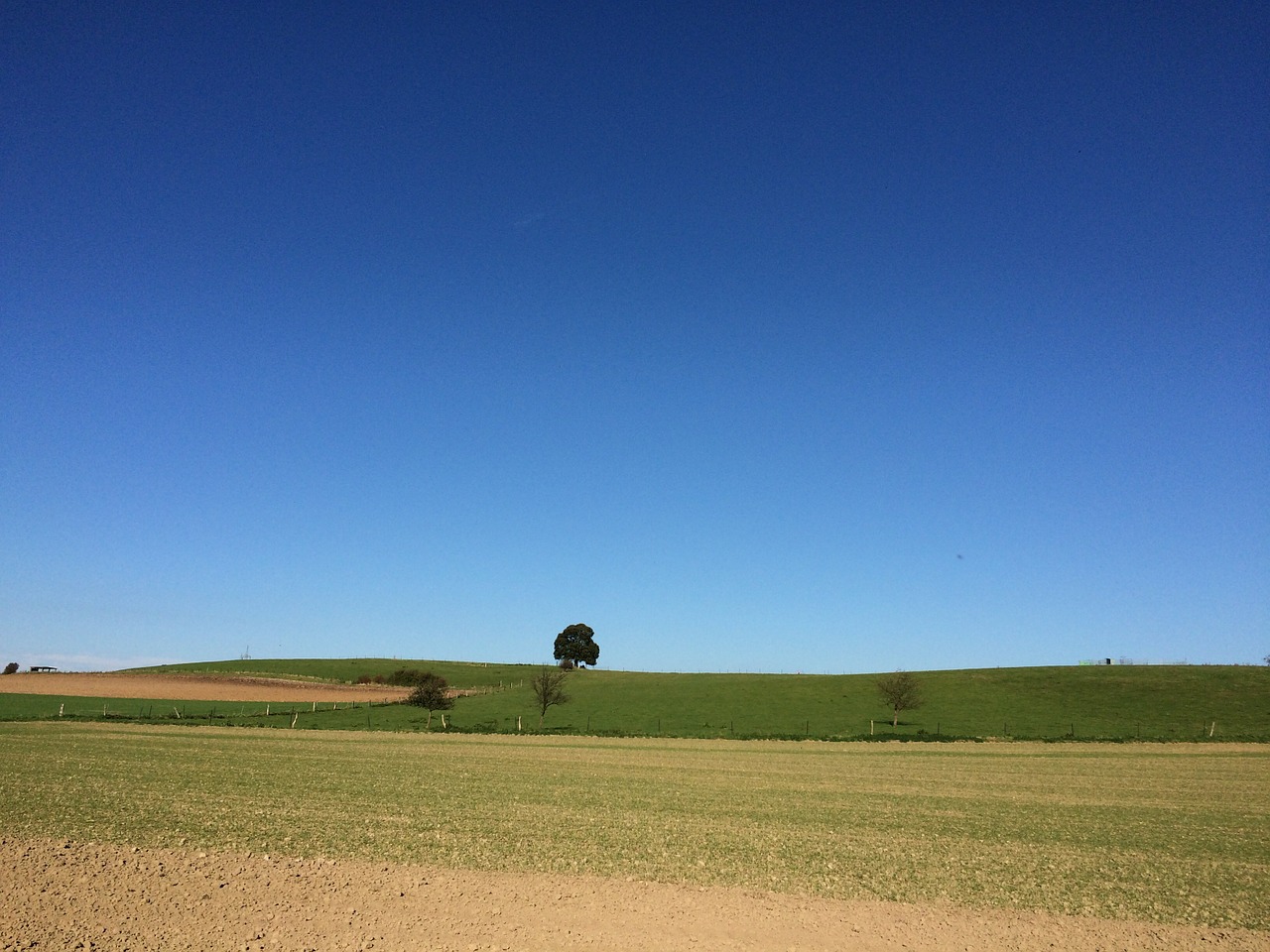 tree field sky free photo