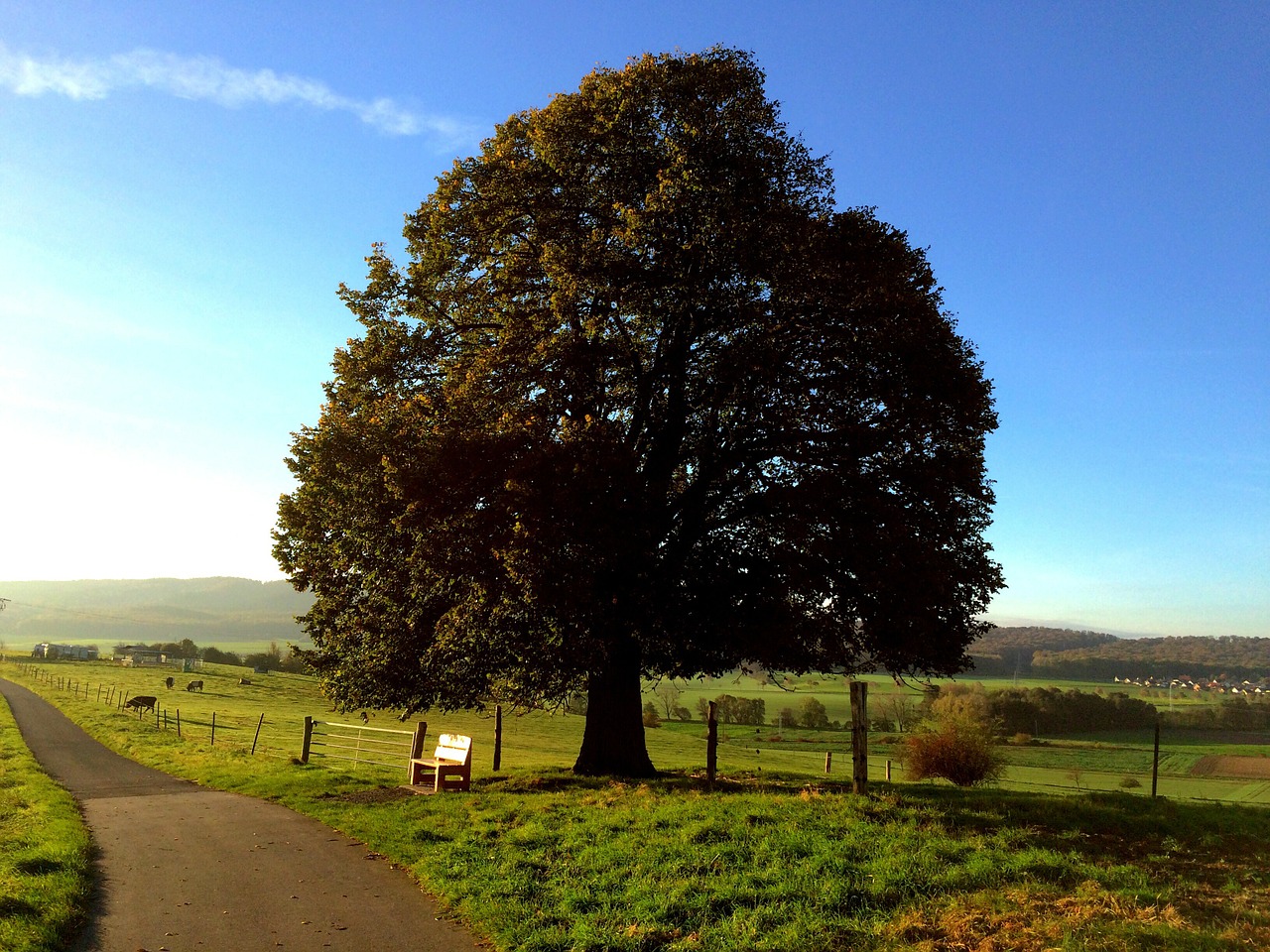 tree bank autumn free photo