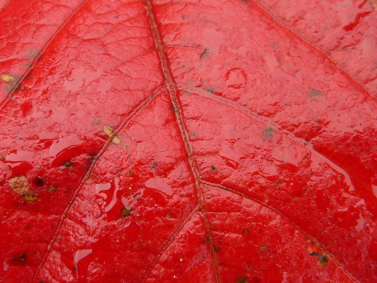 tree leaf maple free photo