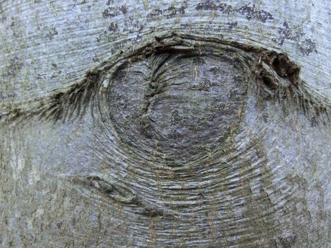 tree branch bark free photo