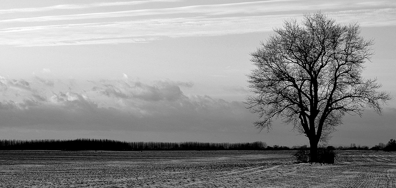 tree solitude field free photo