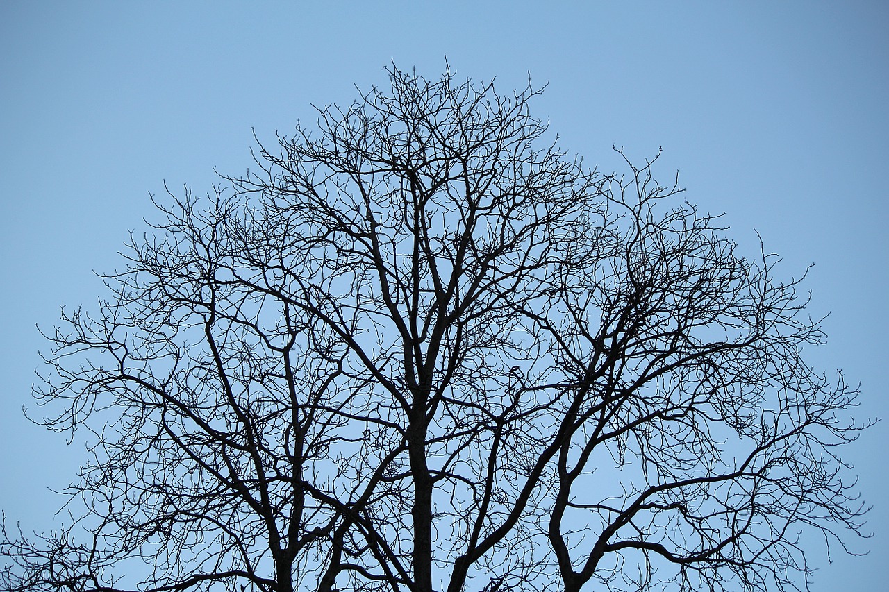 tree branches aesthetic free photo