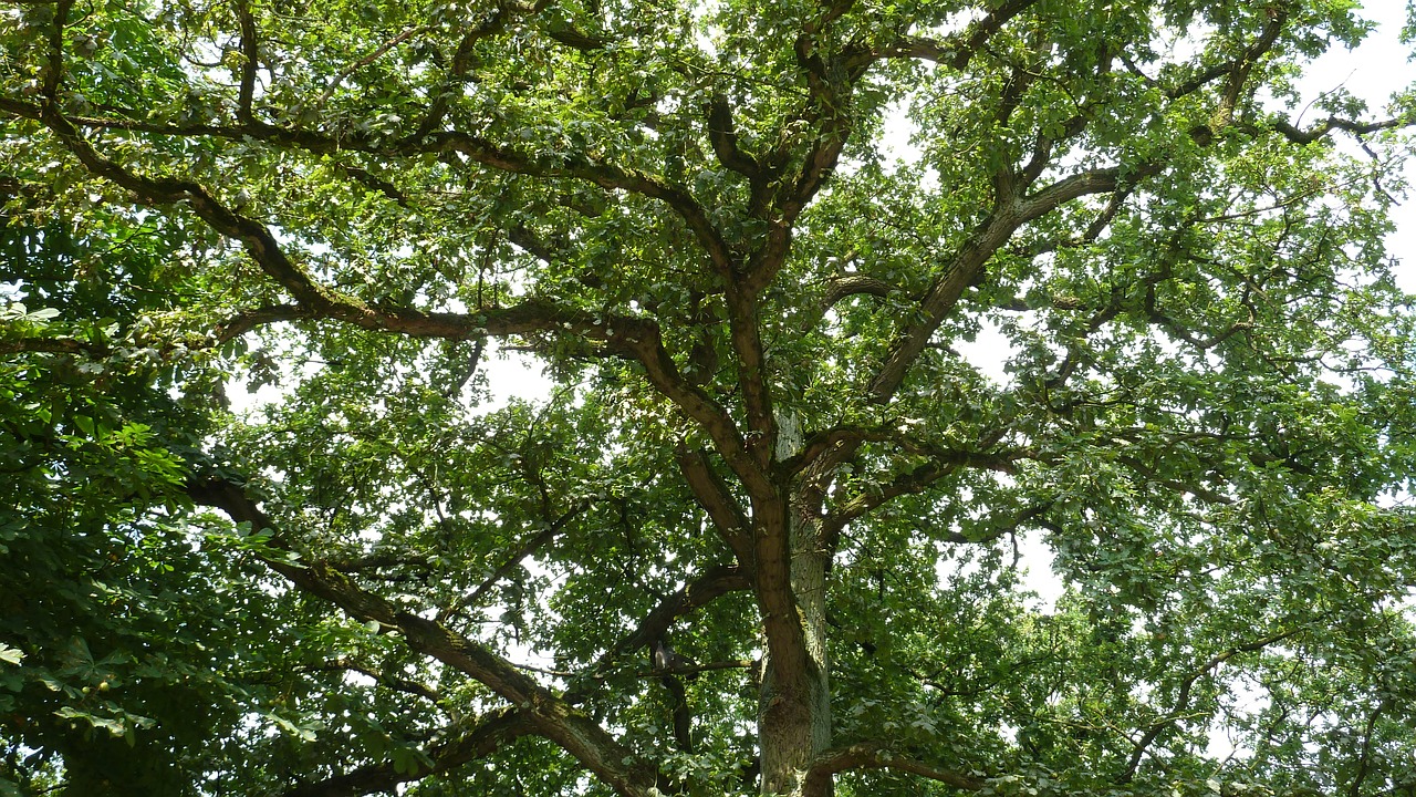 tree branches aesthetic free photo