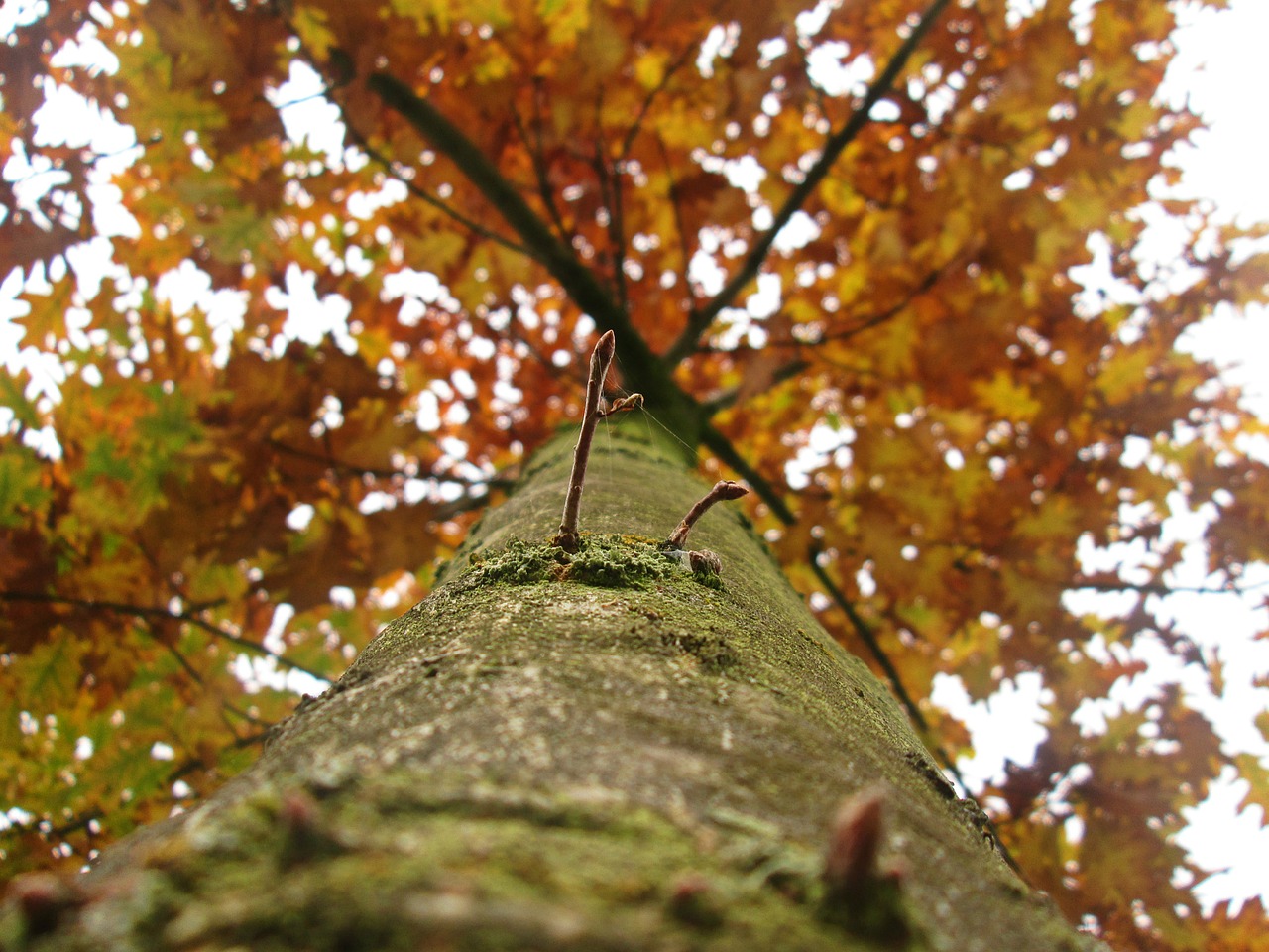 tree autumn foliage free photo