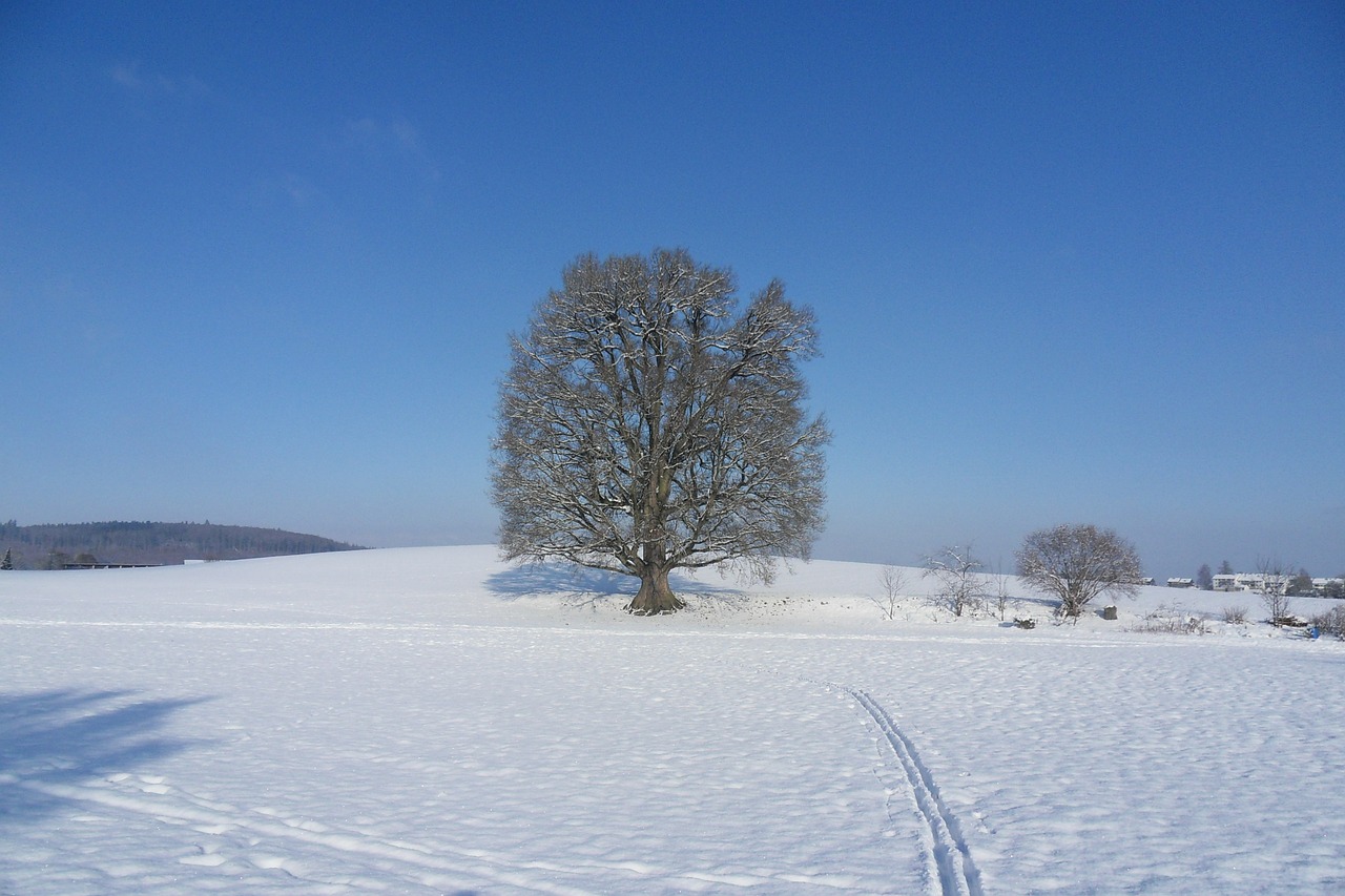 tree snow winter free photo