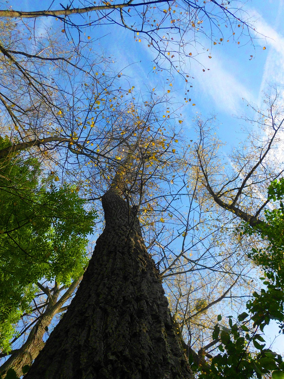 tree log wood free photo