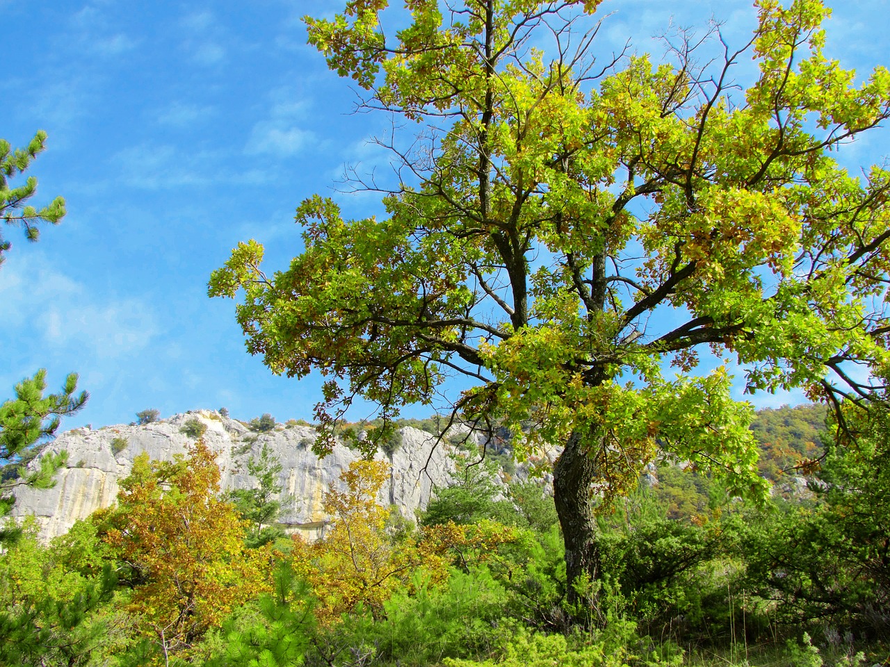 tree alps nature free photo