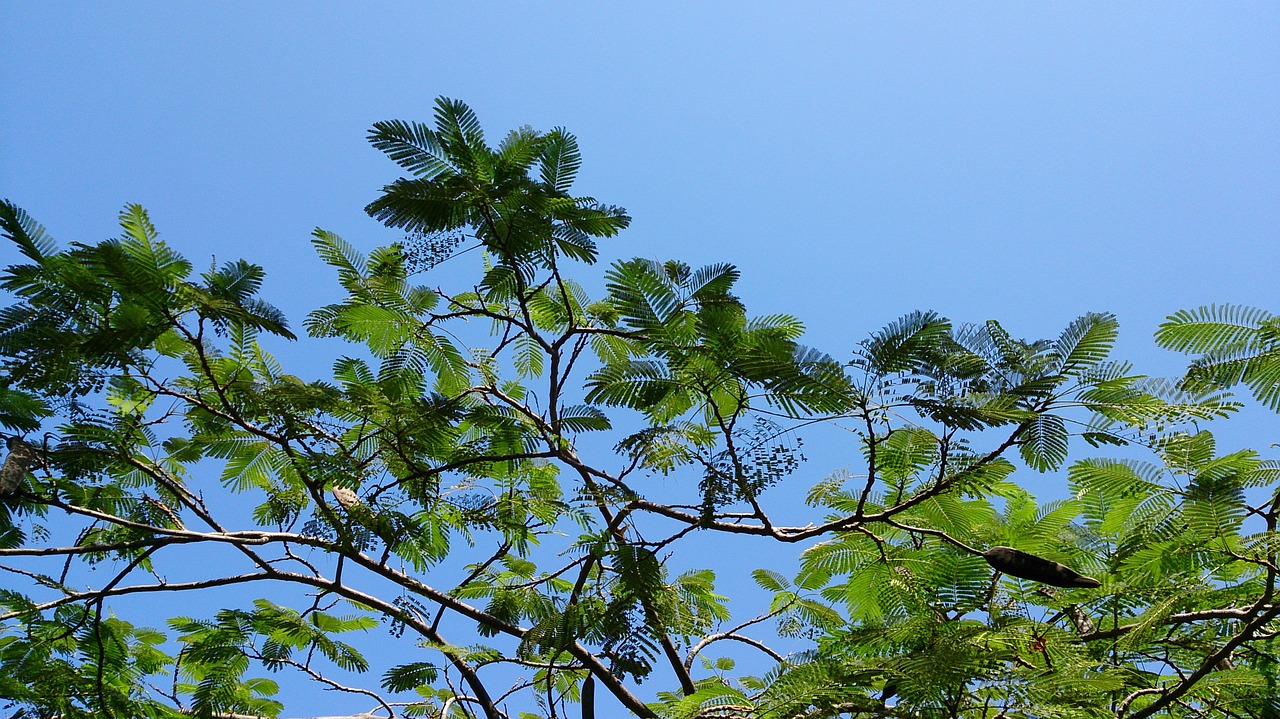 tree leaves green free photo