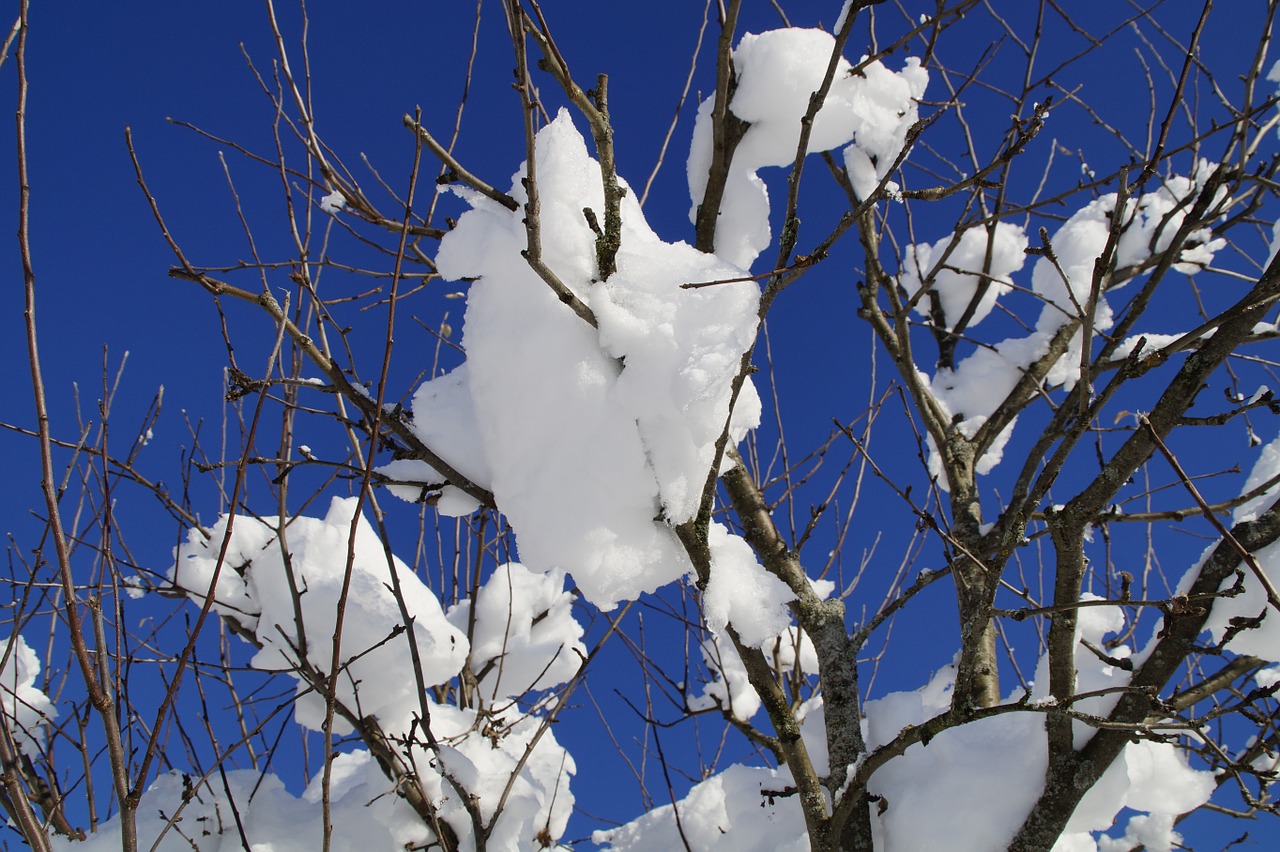 tree branches close free photo