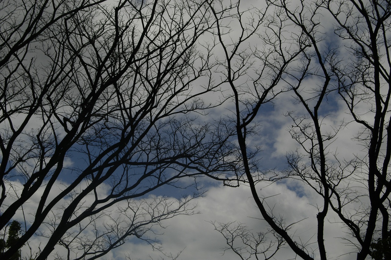 tree gloomy mood free photo