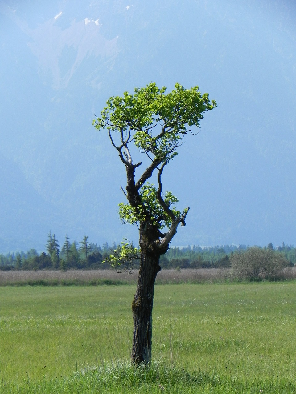 tree landscape grove free photo