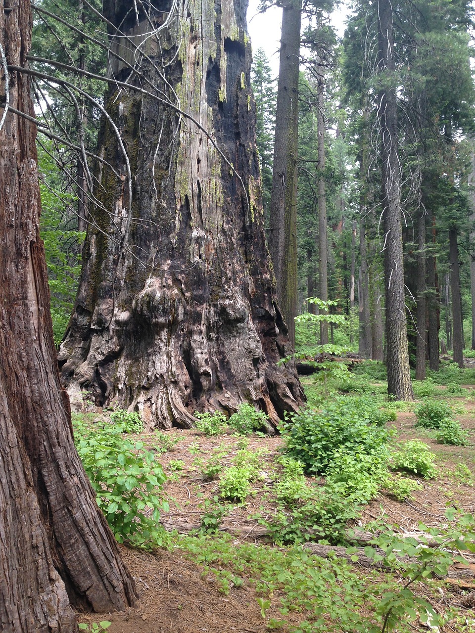 tree redwood sequoia free photo