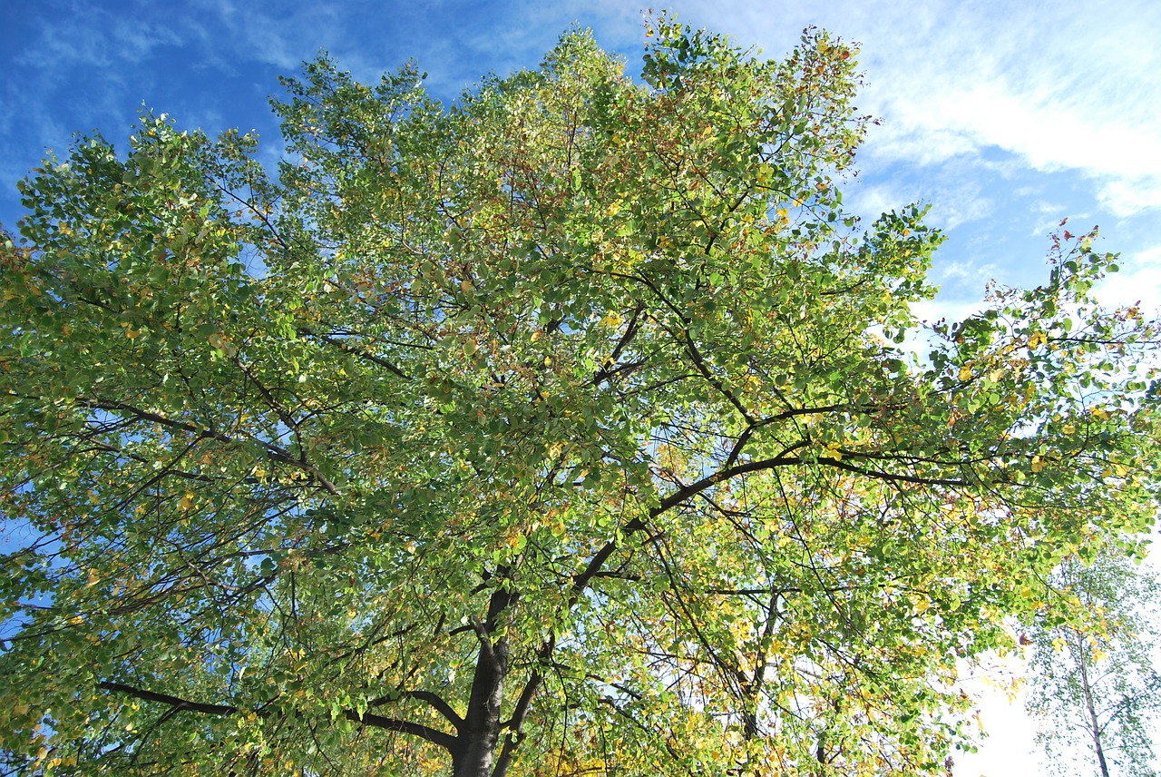 tree sunny spring free photo