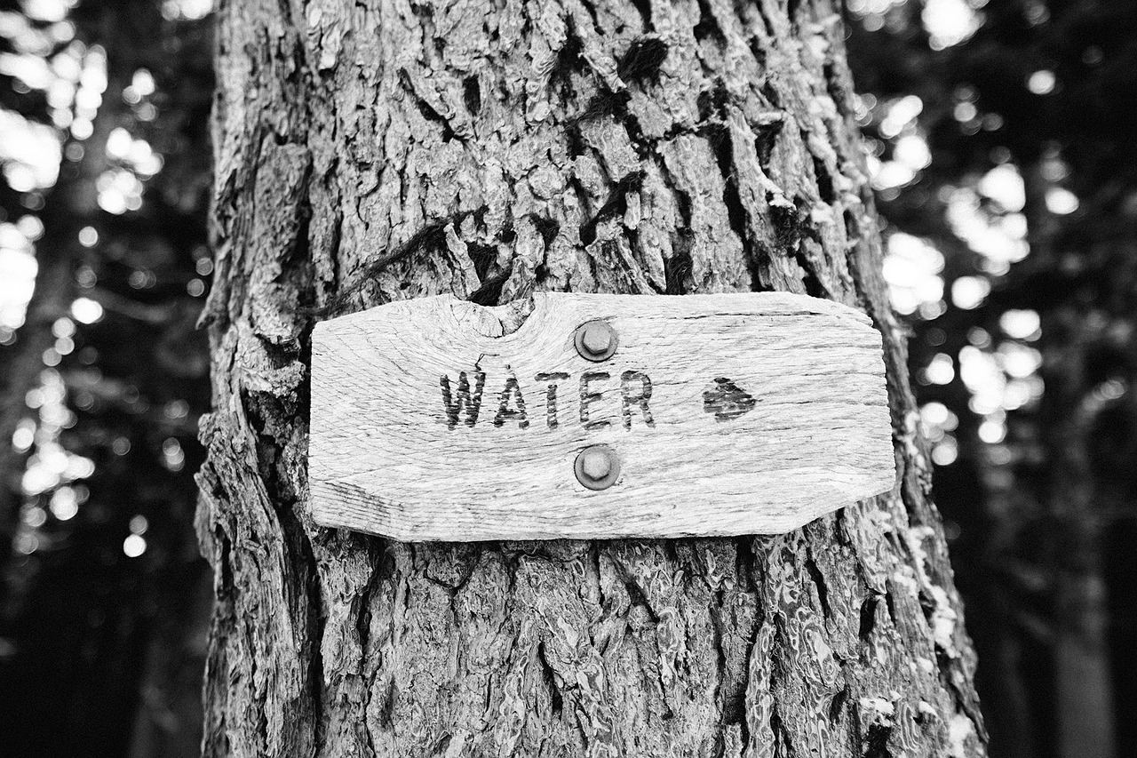 tree sign water free photo