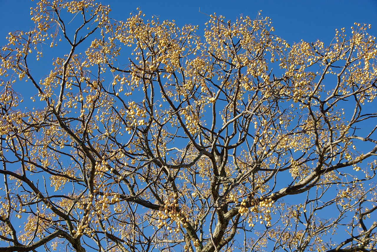 tree branches winter free photo