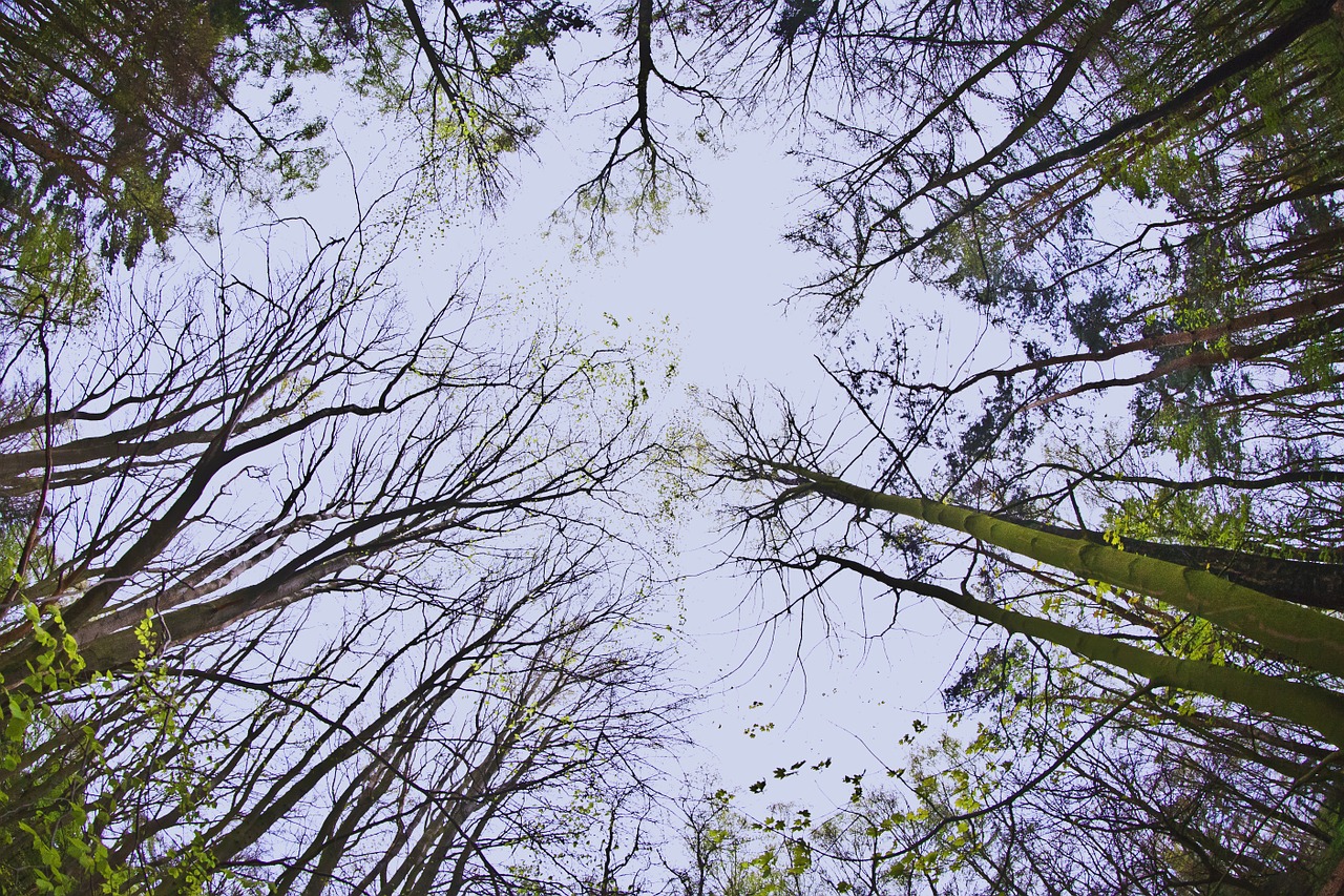 tree crown green free photo