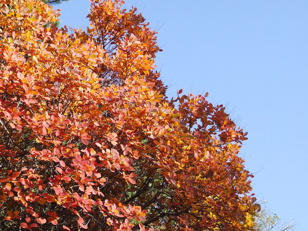 tree fronds autumn free photo