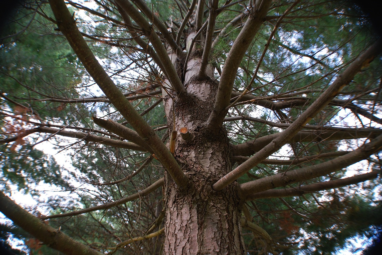 tree pine climb free photo