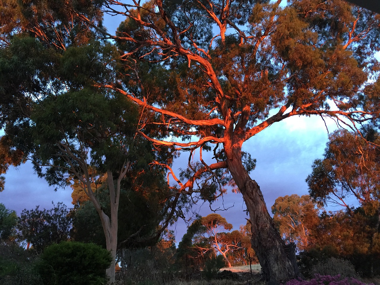 tree light sun free photo