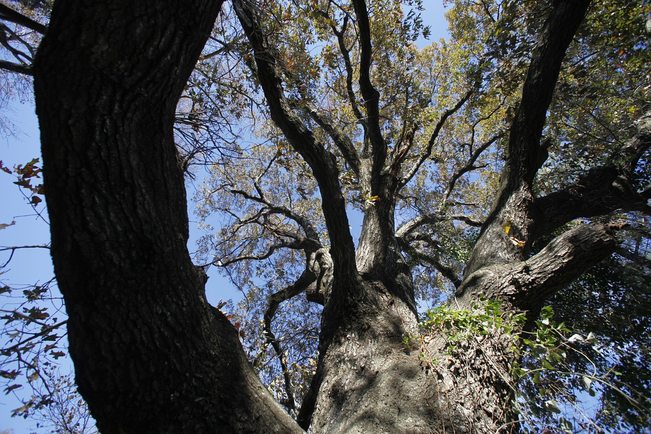 tree mood nature free photo